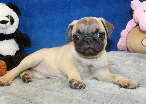 Their coat is fine, smooth, and short. . Pugs for sale